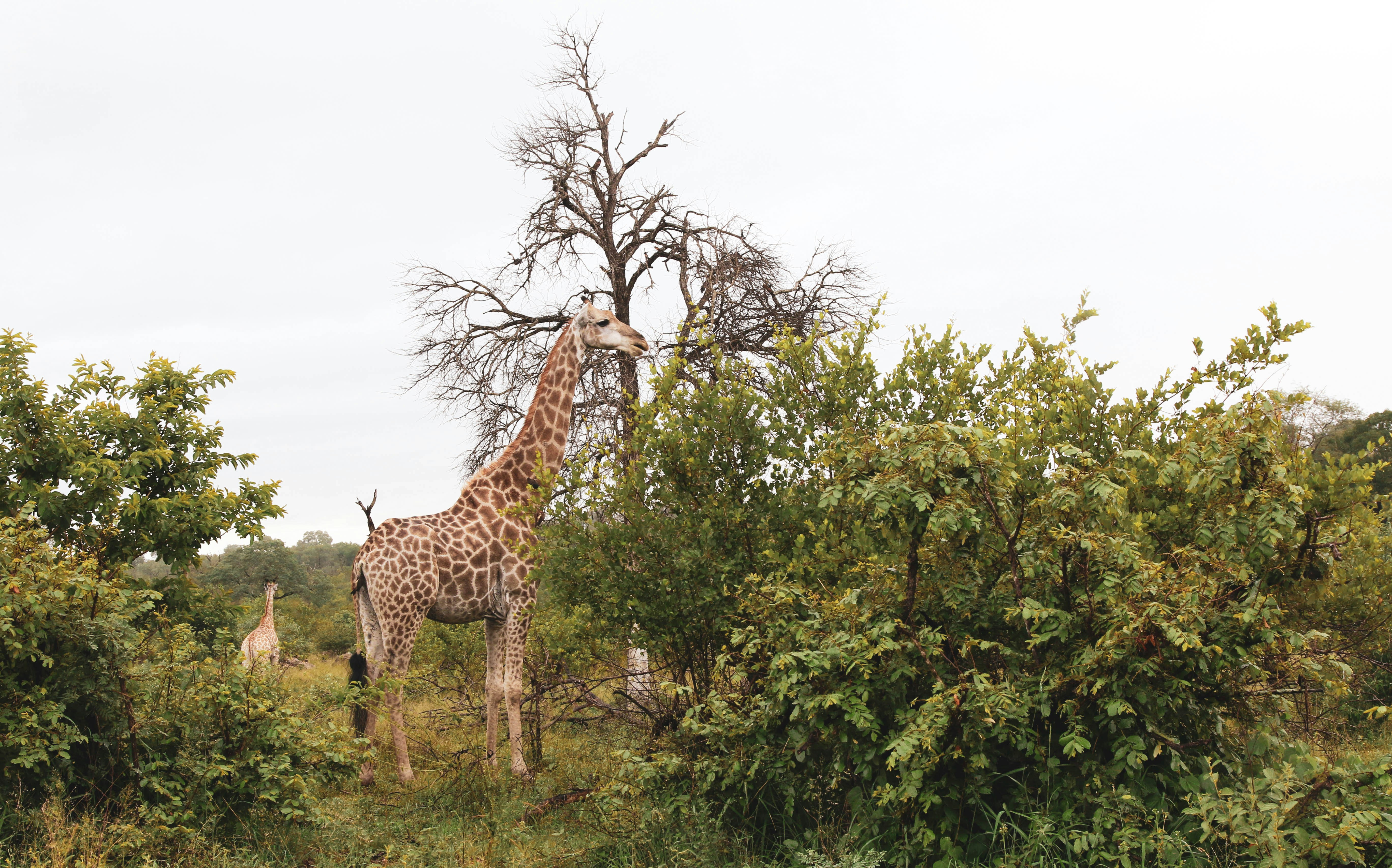 brown and black giraffe standing on green grass field during daytime